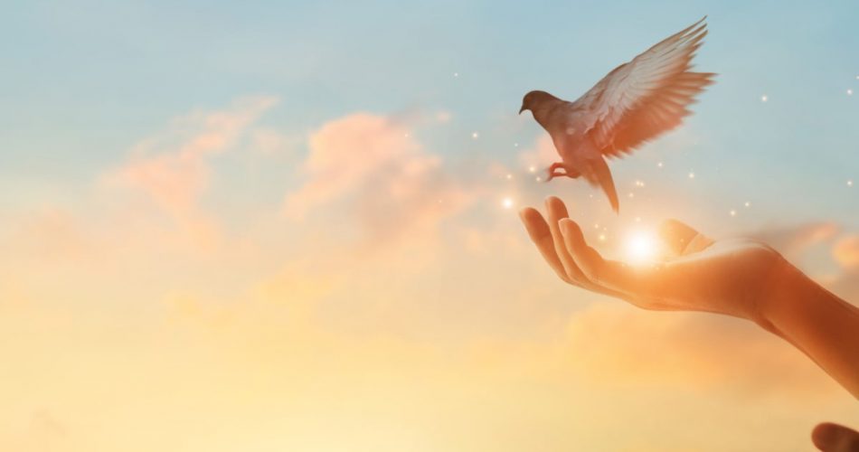 A pigeon flying away from the hand depicting hope in life